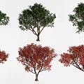 Trees Landscape Trees Street Trees Greening Trees 3d model