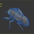 Natural Detailed Yellow Cicada Exuvia Structure With Transparent Wings And Legs