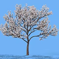 Lush White Flowering Shrub With Dense Branches And Shadow Against Blue Sky