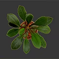 Potted Plant With Green Glossy Leaves In Terracotta Pot Against Dark Background