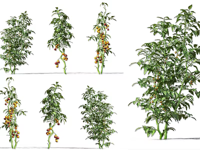 Tomato Plants In Different Growth Stages 3d model