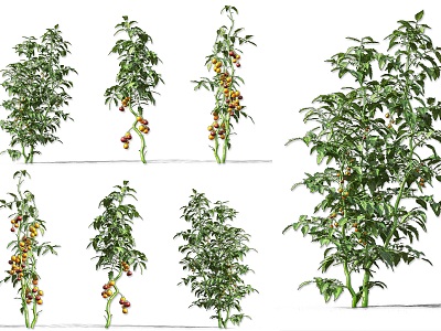 Tomato Vegetable Crops Shrub Plant Vegetable Seedling Wild Vegetable Tomato Plant Vegetable Fruit Red Tomato Vegetable Wild Vegetable Plant 3d model