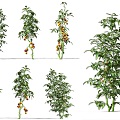 Tomato Vegetable Crops Shrub Plant Vegetable Seedling Wild Vegetable Tomato Plant Vegetable Fruit Red Tomato Vegetable Wild Vegetable Plant 3d model