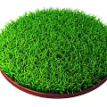 Lush Green Grass With Circular Shape And Brown Edge Base Design 3d model