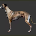 Brown And White Greyhound Dog In Standing Pose With Grey Background And Reflective Surface
