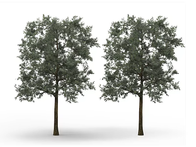 Two Arbor Trees With Tall Trunks Lush Green Foliage And Full Canopy 3d model