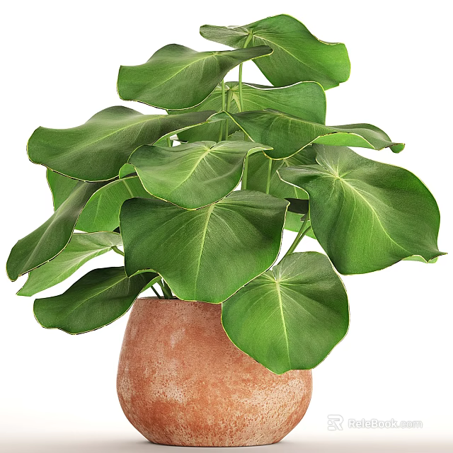 Decorative Indoor Potted Plant With Large Green Leaves In Terracotta Pot 3d model 