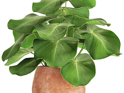 Decorative Indoor Potted Plant With Large Green Leaves In Terracotta Pot 3d model