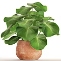 Decorative Indoor Potted Plant With Large Green Leaves In Terracotta Pot