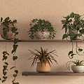 Potted Plants on Wooden Shelves with Hanging Vines Bushy Yellow Leaved Succulent in Different Pots