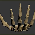 Detailed Human Hand Skeleton Model Displaying Bone Structure And Joint Details 3d model