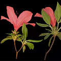 Two Beautiful Pink Blooming Flowers with Fresh Green Leaves on Black Background