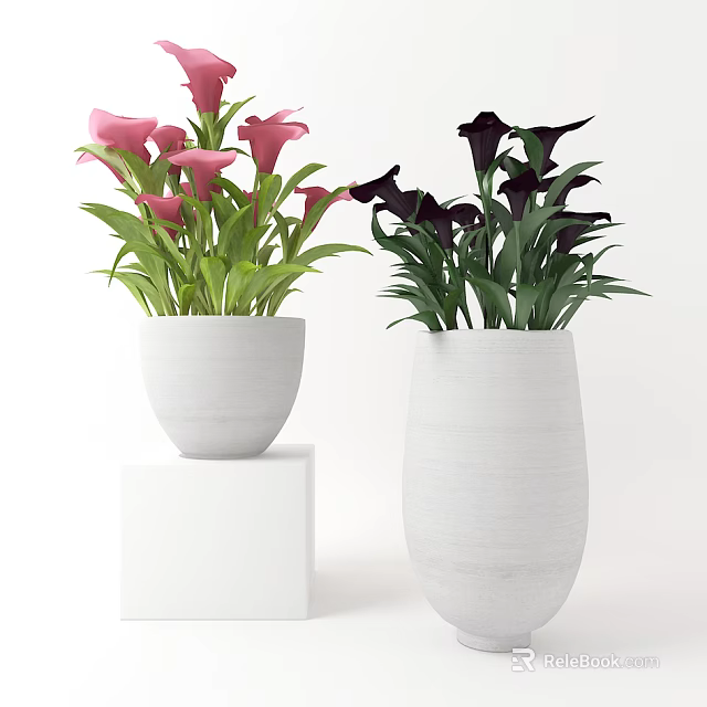 Pink and Black Calla Lily Potted Plants in White Pots on White Pedestals 3d model 