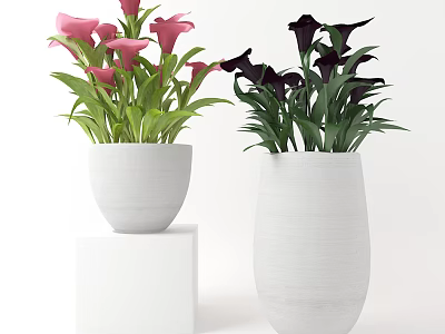 Pink and Black Calla Lily Potted Plants in White Pots on White Pedestals 3d model