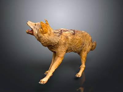 Wolf Model in Standing Pose With Open Mouth and Brown Yellow Fur on Dark Background 3d model
