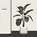Lush Indoor Potted Plant With Broad Green Leaves In White Minimalist Planter