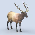 Standing Elk With Large Antlers And Light Brown Coat Against Light Blue Background