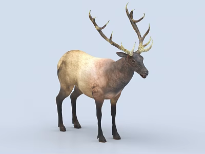 Standing Elk With Large Antlers And Light Brown Coat Against Light Blue Background 3d model