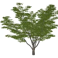 Modern Tree Landscape Tree 3d model