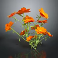 Vibrant Orange Flowers With Green Stems And Leaves Against Black Background And Reflection
