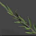 Fresh Green Plant Branch With Slender Leaves Against Blue Background
