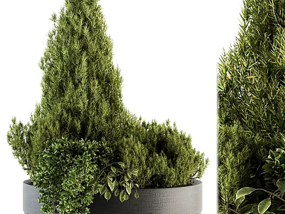 Bonsai Potted Greenery With Mixed Lush Foliage In Textured Gray Pot 3d model