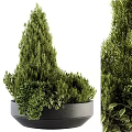 Bonsai Potted Greenery With Mixed Lush Foliage In Textured Gray Pot