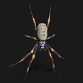 Large Spider With Light Body Long Legs And Yellow Brown Stripes On Black Background