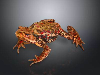Brown Toad With Rough Skin And Red Spots On Dark Gray Background 3d model