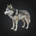 Realistic Gray And White Wolf 3D Model In Standing Pose With Detailed Fur