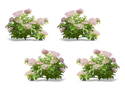 Vibrant Pink Flower Plants With Lush Green Leaves In Decorative Potted Garden 3d model