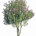 Lush Vibrant Green Shrub With Purple Flowers In Garden Landscape Design