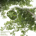Sycamore Tree 20 3d model