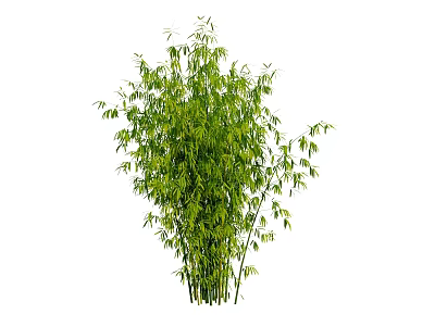 Tall Green Bamboo With Lush Leaves And Fresh Stalks In Natural View 3d model
