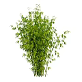 Tall Green Bamboo With Lush Leaves And Fresh Stalks In Natural View