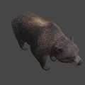 Realistic Brown Bear Game Character 3D Model With Detailed Fur Texture 3d model