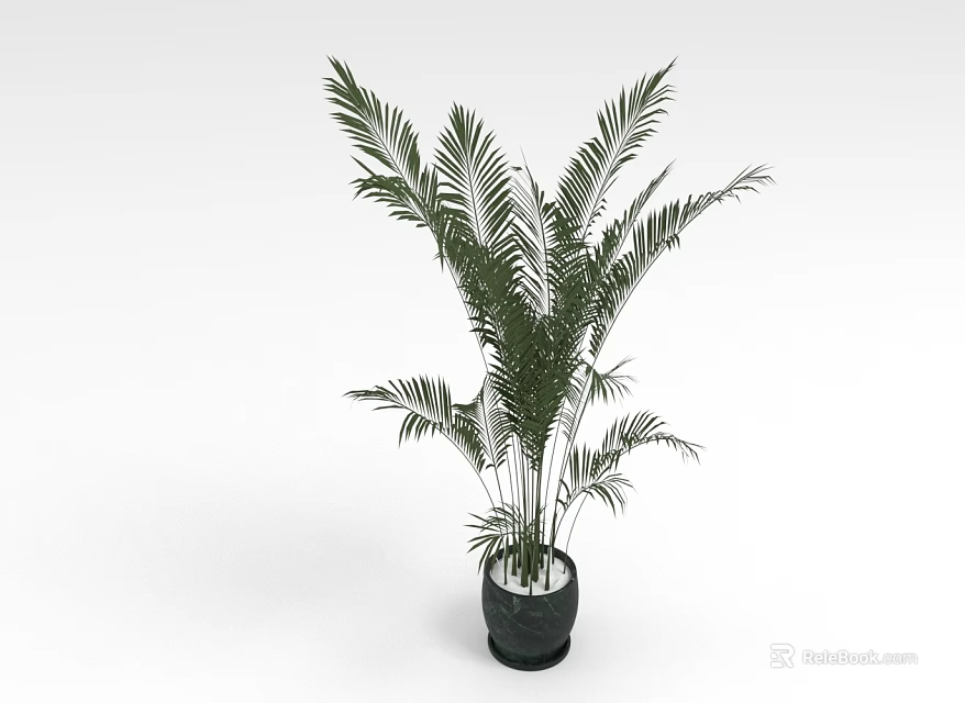 Lush Green Feathery Leaves Tropical Palm Plant In Black Ceramic Pot For Indoor Decor 3d model 