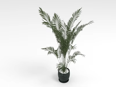 Lush Green Feathery Leaves Tropical Palm Plant In Black Ceramic Pot For Indoor Decor 3d model