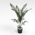 Lush Green Feathery Leaves Tropical Palm Plant In Black Ceramic Pot For Indoor Decor