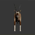 Brown and White Antelope with Long Horns Standing in Studio Setting 3d model