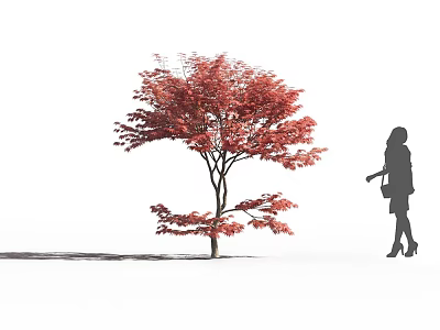 Arbor With Vibrant Red Leaves And Female Silhouette On White Background 3d model