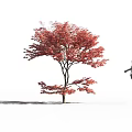Arbor With Vibrant Red Leaves And Female Silhouette On White Background