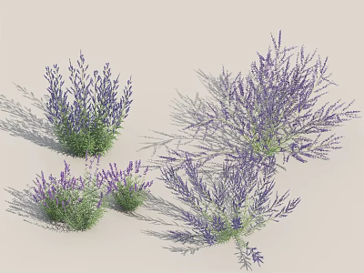 Beautiful Lavender Plants With Purple Flowers And Green Leaves In Various Sizes 3d model