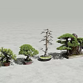 Bonsai Plants Collection With Different Miniature Tree Styles And Decorative Designs