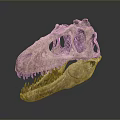 Ancient Dinosaur Skull Fossil With Intricate Bone Structure And Sharp Teeth