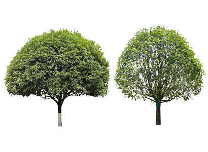 2D Osmanthus Tree Laurel Tree Golden Osmanthus Tree Cluster Osmanthus Tree Model Tree Landscape Tree Courtyard Tree Arbor Shrub Plant 3d model