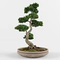 Artistic Bonsai Plants with Curved Trunks Exposed Roots and Green Foliage for Indoor Decor