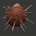 Organ And Hair Like Structures On Red Spiky Seashell With White Spines