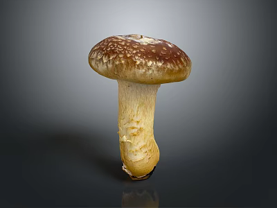 Detailed Organ Structure and Hair Like Surface Texture of Fresh Mushroom on Gray Background 3d model