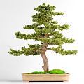 Decorative Bonsai Plant With Green Foliage Brown Trunk In Rectangular Pot And Moss